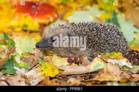 Riccio, Wild, nativo, hedgehog europea in colorate Foglie di autunno, rivolto verso sinistra. Nome scientifico: Erinaceus europaeus. Orizzontale. Foto Stock