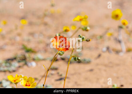 Cistanthe longiscapa, meglio noto come pata guanaco. Fiore che cresce nel deserto di Atacama nella stagione primaverile grazie al bambino il fenomeno Foto Stock