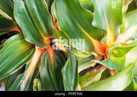 Close up Chlorophytum amaniense (Fire Flash) mostra in arancione per striscia gialla sul controfiletto di foglia Foto Stock