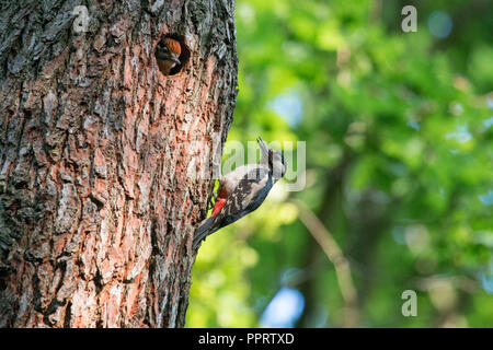 Un adulto Picchio Rosso alimenta un pulcino nel nido. Sheffield, Regno Unito Foto Stock