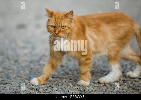 Ritratto di profilo di zenzero arancione adulto di big cat con gli occhi gialli in piedi all'aperto su piccoli ciottoli guardando dritto in avanti sulla luce sfocata su Foto Stock