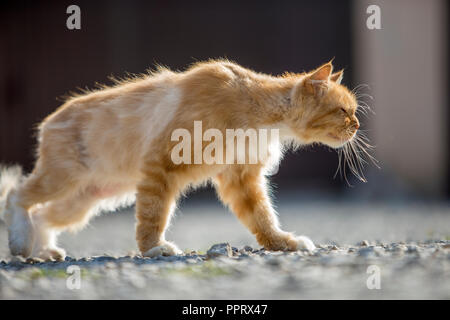 Ritratto di profilo di zenzero arancione adulto di big cat con gli occhi gialli in piedi all'aperto su piccoli ciottoli guardando dritto in avanti sulla luce sfocata su Foto Stock