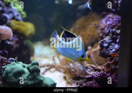 Pesce che nuoce vicino - Bianco Nero giallo Foto Stock