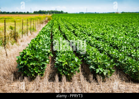 Un campo di soia con piante in crescita durante la metà di crescita in Kansas, Stati Uniti d'America. Foto Stock