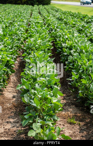 Un campo di soia con piante in crescita durante la metà di crescita in Kansas, Stati Uniti d'America. Foto Stock