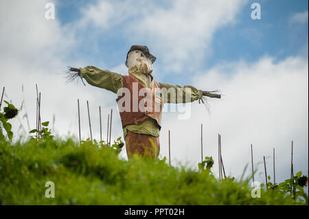 Lo Spaventapasseri instancabilmente si erge a guardia del campo in un giorno nuvoloso. Foto Stock