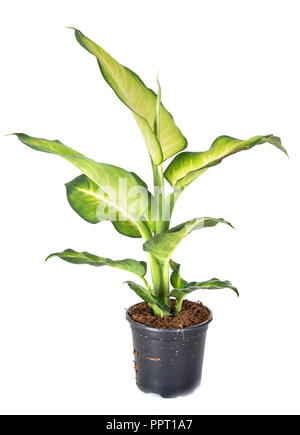Pianta di Dieffenbachia davanti a uno sfondo bianco Foto Stock