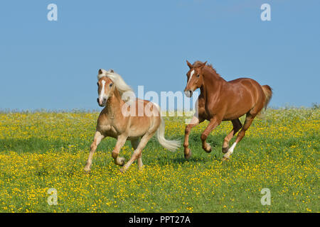 Due cavalli al galoppo nel campo Foto Stock