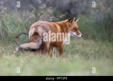 Rotfuchs (Vulpes vulpes vulpes), Niederlande Foto Stock