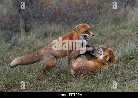 Rotfuechse (Vulpes vulpes vulpes), Niederlande Foto Stock