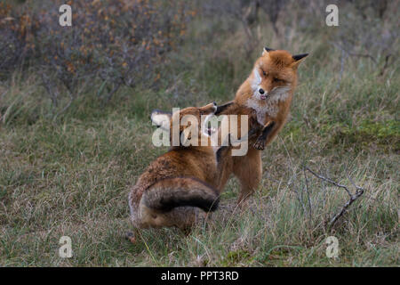 Rotfuechse (Vulpes vulpes vulpes), Niederlande Foto Stock