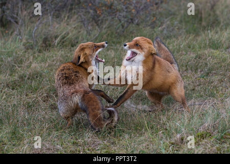 Rotfuechse (Vulpes vulpes vulpes), Niederlande Foto Stock