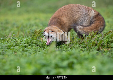 Rotfuchs (Vulpes vulpes vulpes), Niederlande Foto Stock