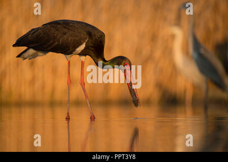 Schwarzstorch (Ciconia nigra) mit Fisch, Hortobagy-Nationalpark, Ungarn Foto Stock