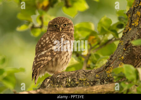 Steinkauz (Athene noctua), Eifel, Renania-Palatinato, Deutschland Foto Stock