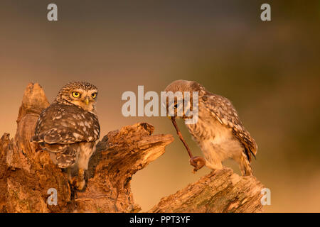 Steinkauz (Athene noctua), Eifel, Renania-Palatinato, Deutschland Foto Stock