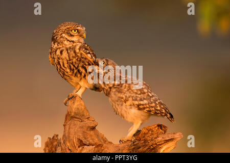 Steinkauz (Athene noctua), Eifel, Renania-Palatinato, Deutschland Foto Stock