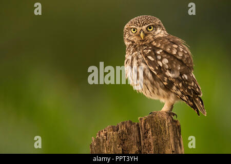 Steinkauz (Athene noctua), Eifel, Renania-Palatinato, Deutschland Foto Stock