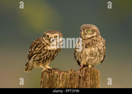 Steinkauz (Athene noctua), Eifel, Renania-Palatinato, Deutschland Foto Stock