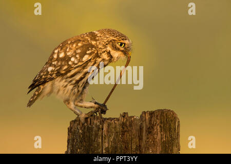 Steinkauz (Athene noctua), Eifel, Renania-Palatinato, Deutschland Foto Stock