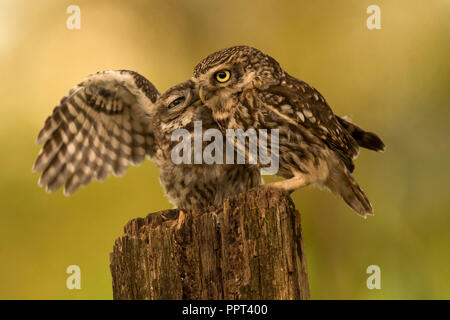 Steinkauz (Athene noctua), Eifel, Renania-Palatinato, Deutschland Foto Stock