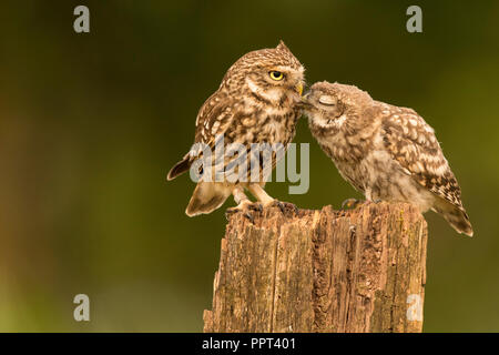 Steinkauz (Athene noctua), Eifel, Renania-Palatinato, Deutschland Foto Stock