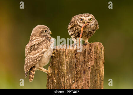 Steinkauz (Athene noctua), Eifel, Renania-Palatinato, Deutschland Foto Stock