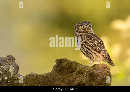 Steinkauz (Athene noctua), Eifel, Renania-Palatinato, Deutschland Foto Stock