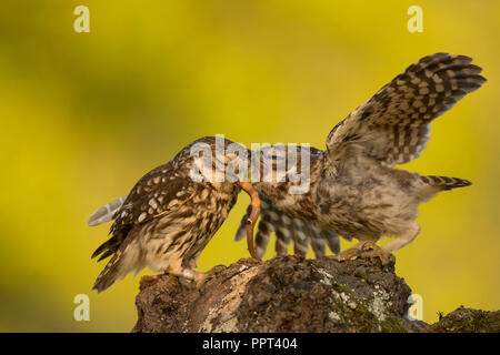 Steinkauz (Athene noctua), Eifel, Renania-Palatinato, Deutschland Foto Stock