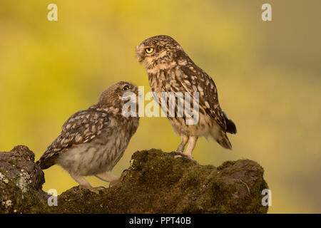 Steinkauz (Athene noctua), Eifel, Renania-Palatinato, Deutschland Foto Stock