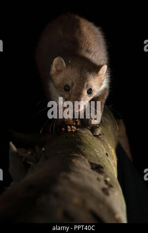 Steinmarder (Martes foina), Marder, Hühnerstall, Bitburg, Südeifel Renania-Palatinato, Deutschland Foto Stock