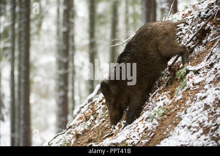 Wildschwein (Sus scrofa), Daun, Renania-Palatinato, Deutschland Foto Stock