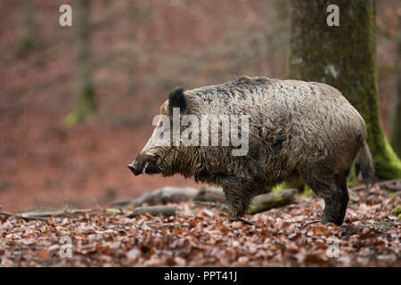 Wildschwein (Sus scrofa), Daun, Renania-Palatinato, Deutschland Foto Stock