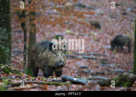 Wildschwein (Sus scrofa), Daun, Renania-Palatinato, Deutschland Foto Stock