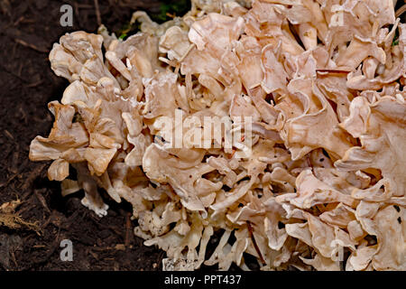 Testa a fungo di cavolfiore, (Sparassis brevipes) Foto Stock