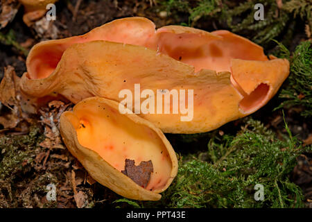 Hare's Ear fungo (Otidea onotica) Foto Stock