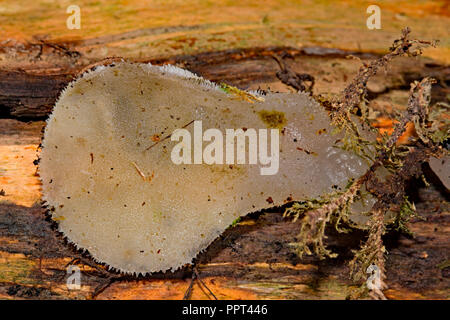 Gelatina dentata fungo (Pseudohydnum gelatinosum) Foto Stock