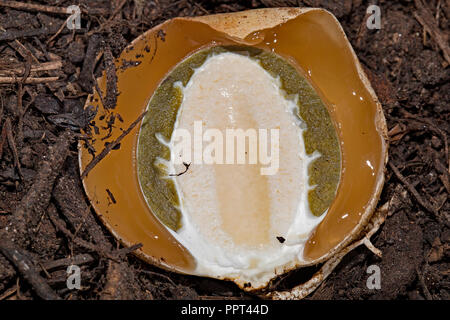 Stinkhorn comune, (Phallus impudicus) Foto Stock