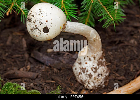 Angelo distruttore, (Amanita virosa) Foto Stock