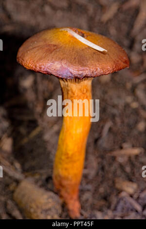 Brown slimecap, (Chroogomphus rutilus) Foto Stock