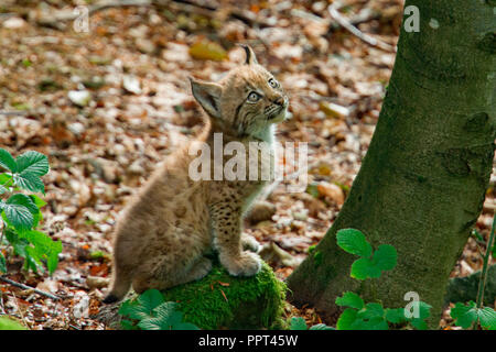 Lince euroasiatica, cub (Lynx lynx) Foto Stock