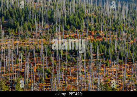 Foresta di morti, ottobre, Lusen, Parco Nazionale della Foresta Bavarese, Germania Foto Stock