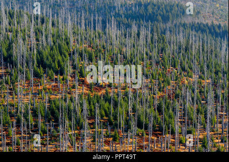 Foresta di morti, ottobre, Lusen, Parco Nazionale della Foresta Bavarese, Germania Foto Stock