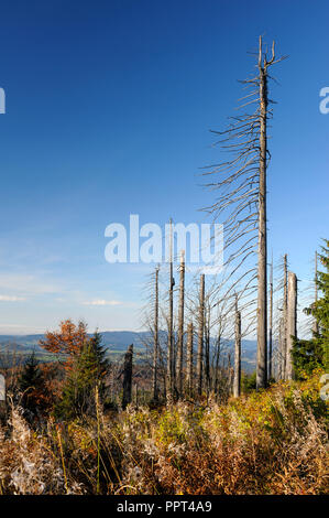 Foresta di morti, ottobre, Lusen, Parco Nazionale della Foresta Bavarese, Germania Foto Stock