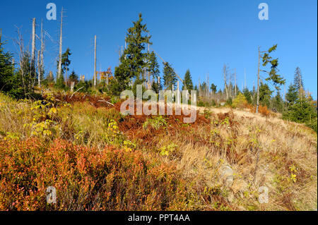 Foresta di morti, ottobre, Lusen, Parco Nazionale della Foresta Bavarese, Germania Foto Stock