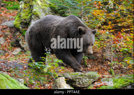 Unione di orso bruno ottobre, prigionieri Parco Nazionale della Foresta Bavarese, Germania (Ursus arctos arctos) Foto Stock