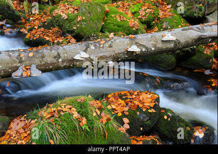 Kleine Ohe, ottobre, Parco Nazionale della Foresta Bavarese, Germania Foto Stock