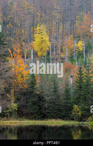 Martinsklause, piccolo lago in autunno, ottobre, Parco Nazionale della Foresta Bavarese, Germania Foto Stock