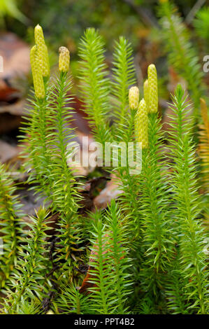 Interrotto clubmoss, ottobre, Parco Nazionale della Foresta Bavarese, Germania (Lycopodium annotinum) Foto Stock