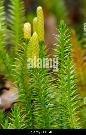 Interrotto clubmoss, ottobre, Parco Nazionale della Foresta Bavarese, Germania (Lycopodium annotinum) Foto Stock